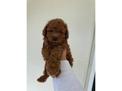 Toy poodle yavrularımız ömürlük aileleri bekliyor