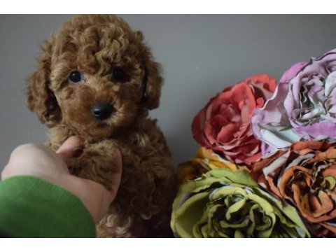 Red brown ve apricot toy poodle yavrularımız
