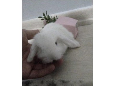Orjinal hollanda lop tavşanları / istanbul / gönderim var