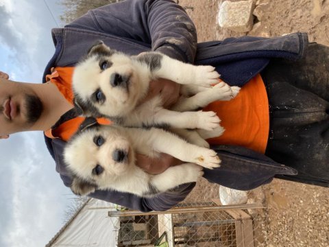 Üst kalite husky (sibirya kurdu) yavrular