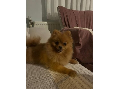 Pomeranian dişi orange renk