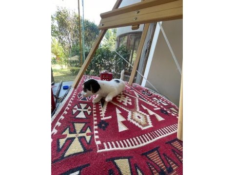 Jack russell köpeğimiz
