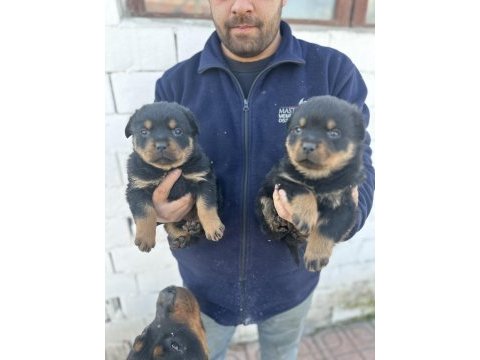 Erkek ve dişi macar rottweiler