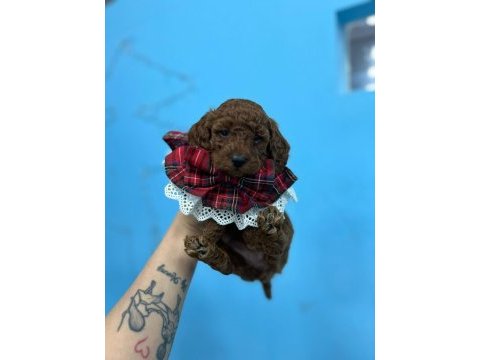 Renk kürk ve ırk garantili toy poodle bebeklerim