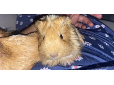 Ginepig sheltie