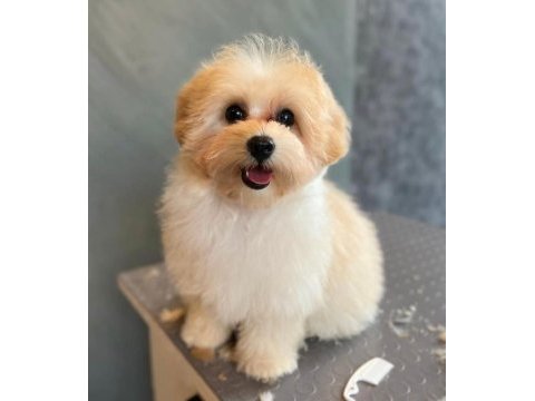 Orjinal maltipoo yavrularımız