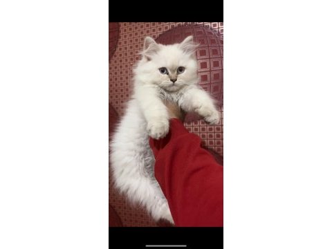 Üst kalite şecereli babadan british longhair