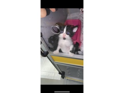 1.5 aylık keçimize yuva arıyoruz çok acil