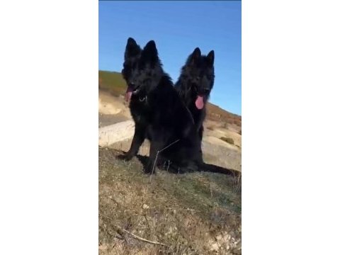 Alman çoban köpeği
