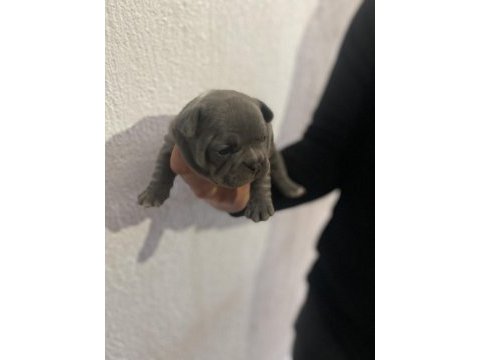 French bulldog yavrularımız