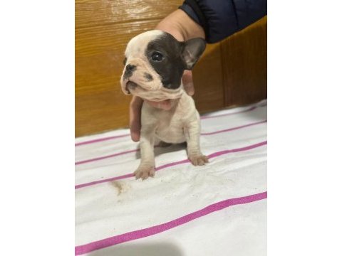 French bulldog yavrularımız tekrardan sizlerle