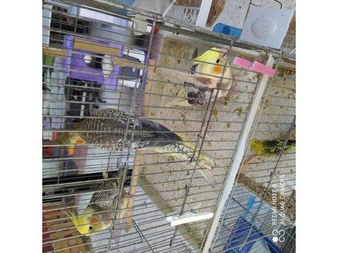Sultan papağanı 3 aylık