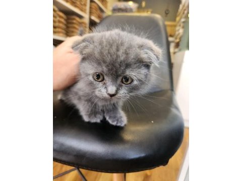 Kızımız 2 aylık bakabilecek birini arıyoruz scottish fold