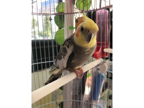 Full evcil melodi yapan sultan papağanı