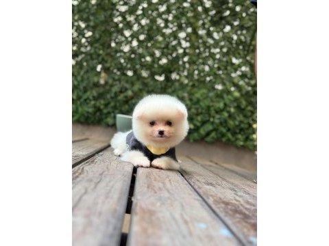 Sevimli pomeranian