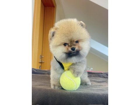 Ayı surat pomeranian boo yarular