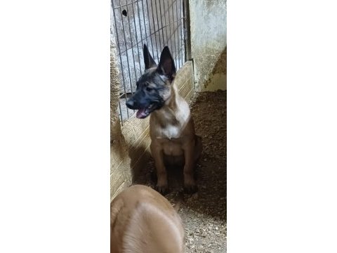 Sağlık ve ırk garantili aşılı malinoisler