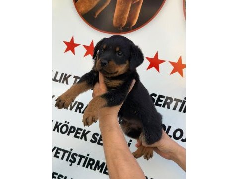 A kalite rottweiler erkek yavru