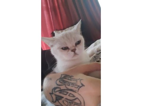 Ns 11 british shorthair kızımıza eş arıyoruz