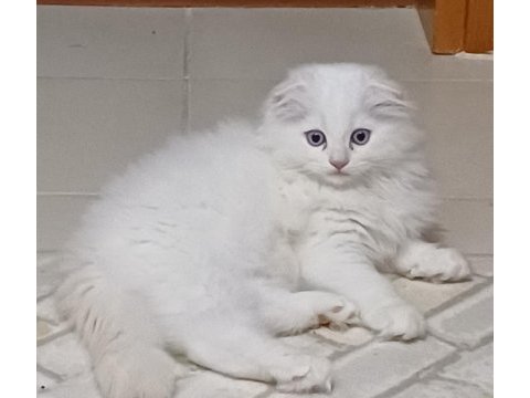 Scottish fold bebeklerime yuva arıyorum