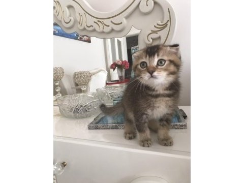 Safkan scottish fold