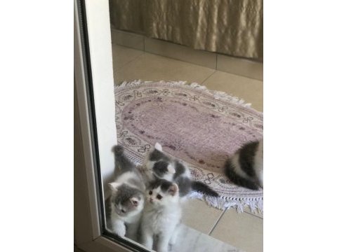 2 aylık british longhair ve british shorthair yavru