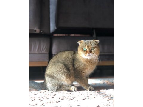 Scottish fold golen ny25 dişi