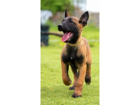 Malinois yavrularda son nokta