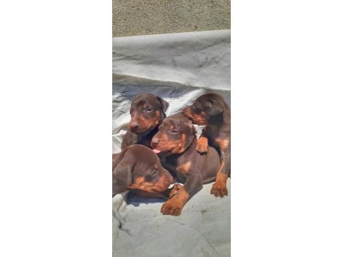 Çevik doberman bebekleri