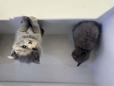 British shorthair bebekler