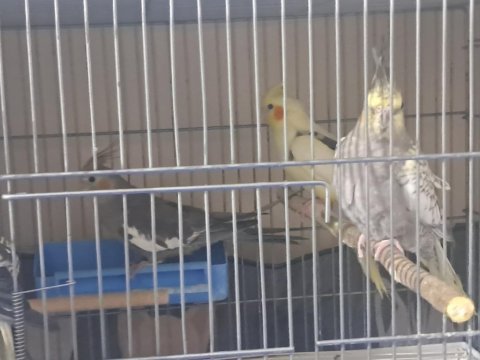 7 tane sultan papağanı toplu uygun