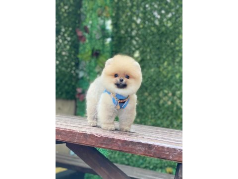 Pomeranian teddy face yavruları