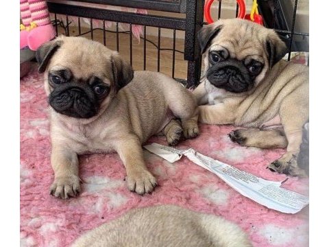 Üst segment güzeler güzeli pug mops