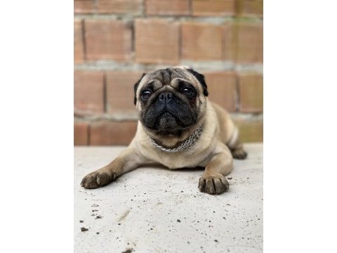 Erkek a kalite pug eşleme tecrübeli