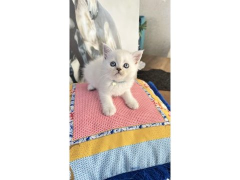 Safkan british shorthair ve scottish fold bebekler