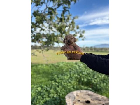 Orijinal toy poodle