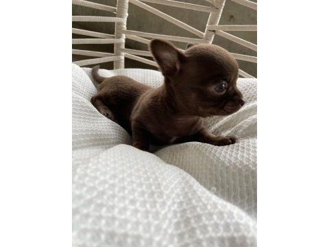 Renk renk chihuahua bebekler
