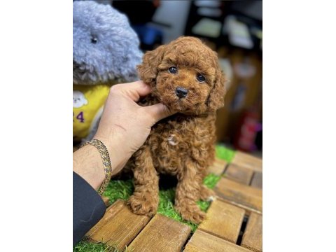 Safkan toy poodle