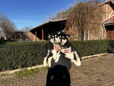 Alaska malamut köpek yavrularımız