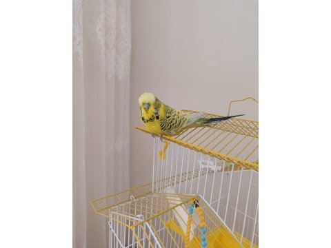 Şov jumbo muhabbet kuşu