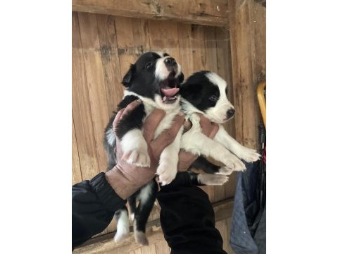 Border collie zeka küpü pofuduk köpekler