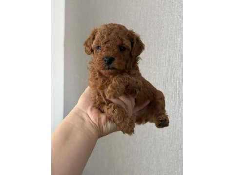 Erkek dişi bebek suratlı küçük boy poodle