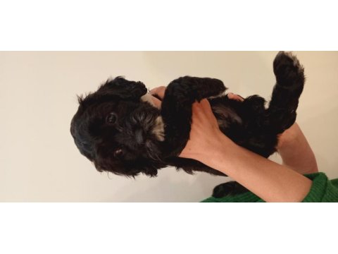 İki aylık terrier yavrusu