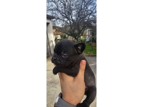 45 günlük 2 erkek ve 3 dişi french bulldog