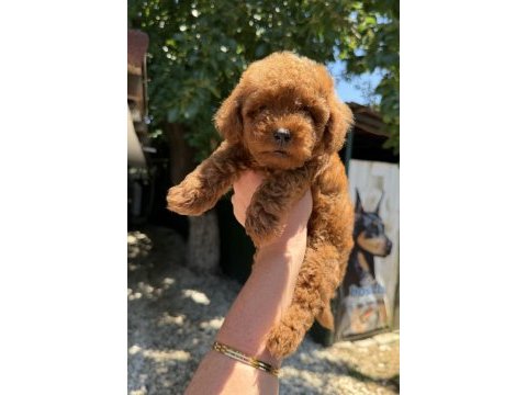 Kilogram garantili micro toy poodle