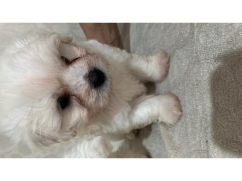 Korekan maltese terrier