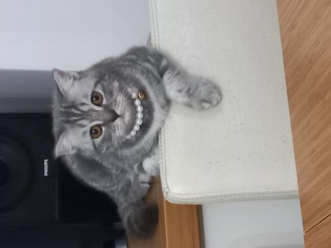 Süper uysal bir abla british shorthair