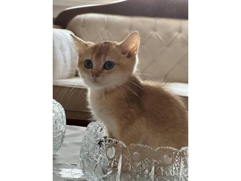 Golden british shorthair yavrular