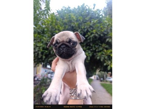 Erkek çiş pedi eğitimli pug bebeğimiz