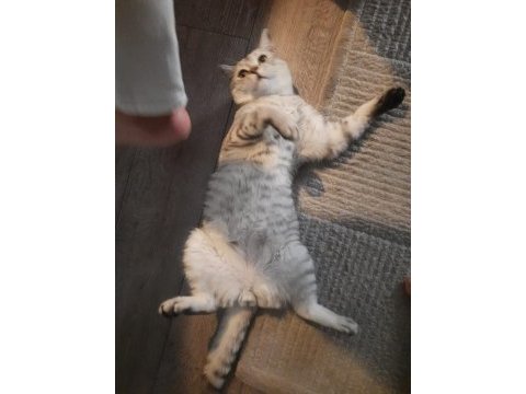 Aşıları tam ve kısırlaştırılmış british shorthair
